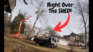 They Need This Tree DOWN to Keep THIER INSURANCE!!
