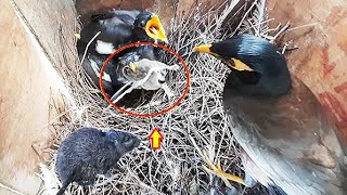 Dad TRAPS RAT FROG & Lizard in Nest Box to feed baby MYNA | Myna feeding BIG FOODS in nest Compel