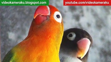 Lovebird Sounds 1 Hour - (June-08-2018)