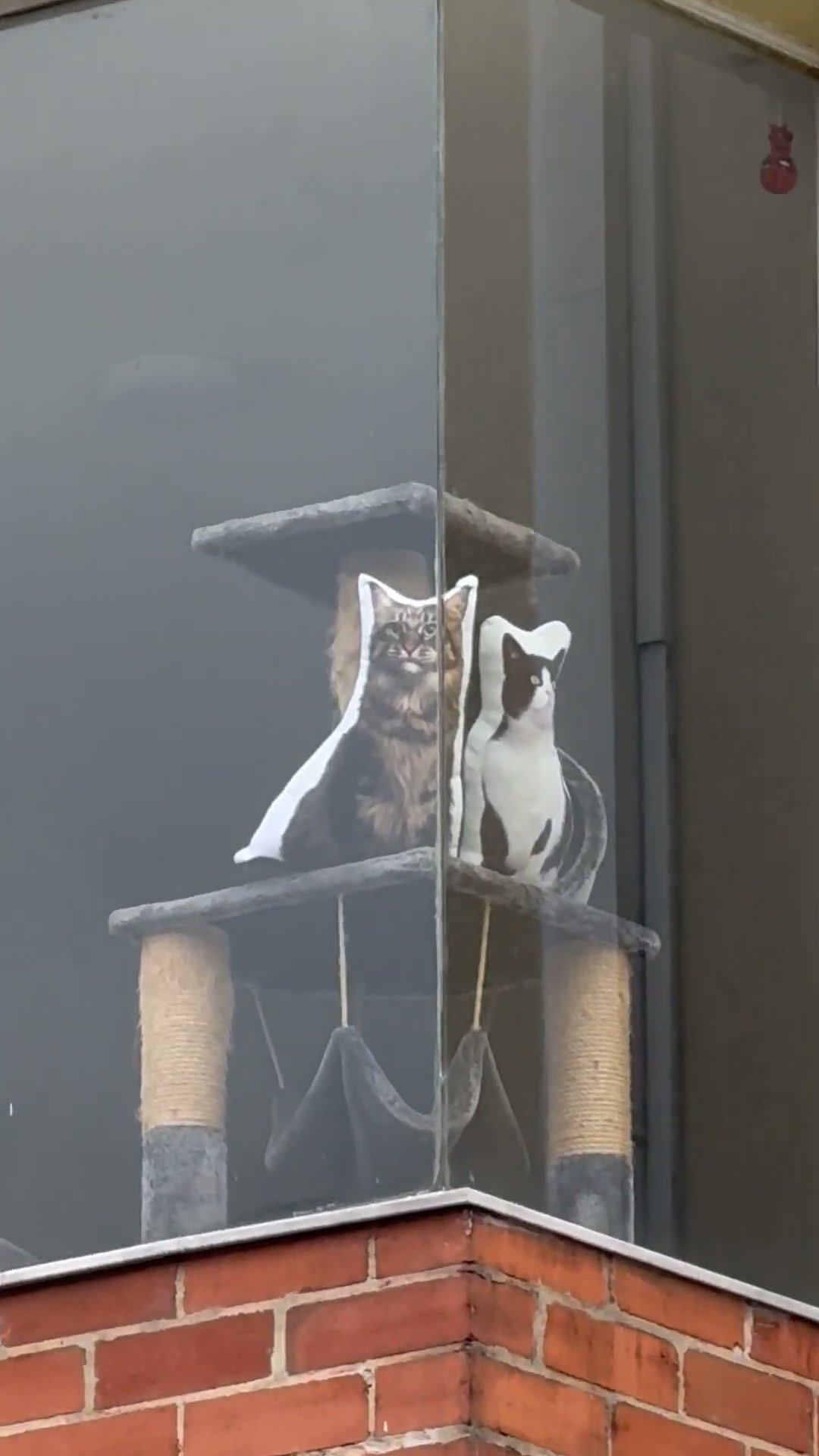 Cat Pillows Peer Out Window || ViralHog