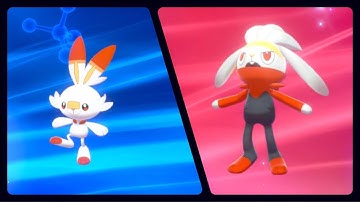 SCORBUNNY EVOLVED INTO RABOOT (POKEMON SHIELD)