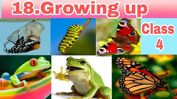 4th std- English-chapter 18-Growing up #growingup #growingupquestionanswers #growingupmeaning