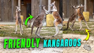 Two Kangaroos Have a Friendly Brawl