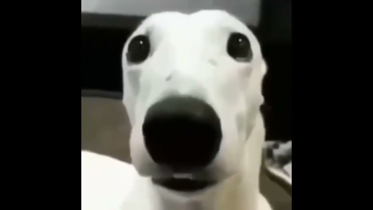 10 minutes of dog shivering (goofy ahh) gone sus YouTube