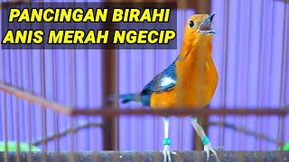 Anis Merah NGECIP cocok untuk MENAIKKAN birahi