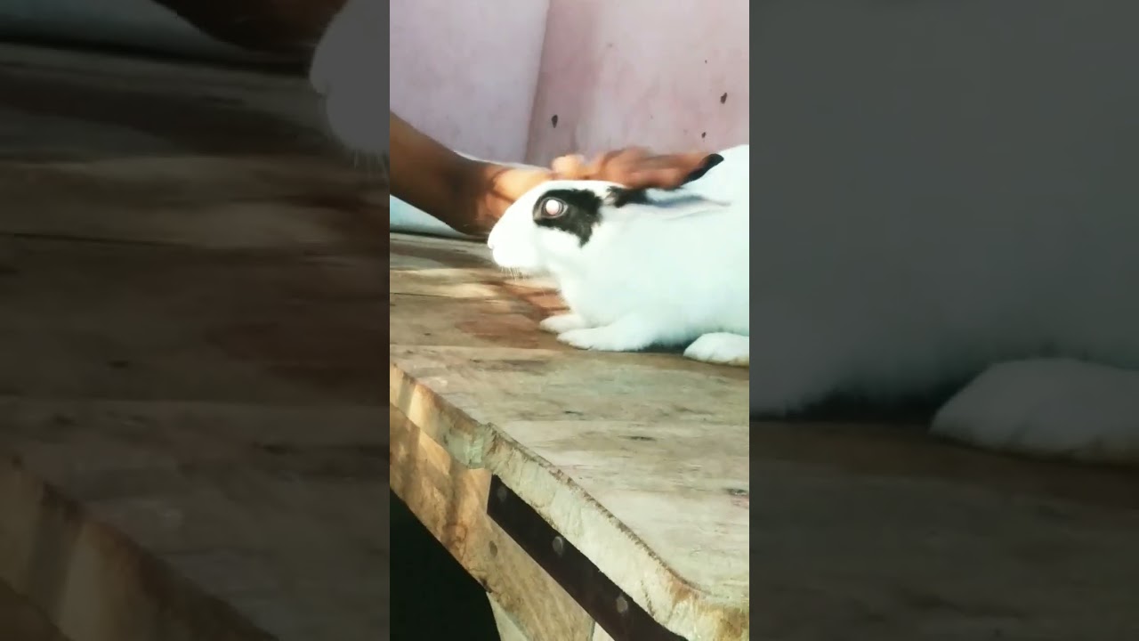 cute rabbit 🐰a beautiful 