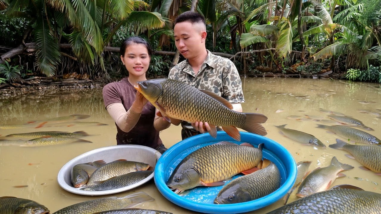 Harvesting Wild Fish from Ponds – The Process of Sediment Removal, Draining Water, and Catching Fish