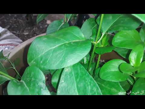 الياسمين الأزرق