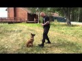 Optimum Canine LLC. Working K9 Knox with verbal marker training Optimum Canine LLC. Working K9 Knox with verbal marker training