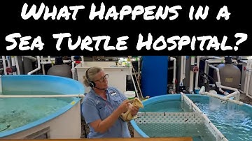 Sea Turtle Jekyll Island: Georgia Sea Turtle Center Tour & Conservation Insights