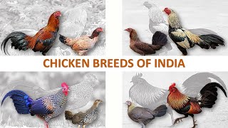 Native Chicken Breeds of India   | Fowls | Roosters | Poultry | Chickens