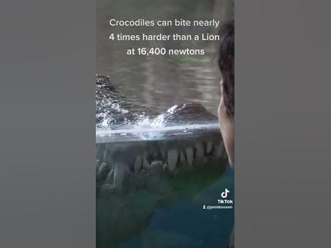 Crocodiles Bite force! #shorts #crocodile #facts - YouTube