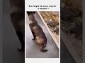 This dog's soul left and came back 💀 follow for more #shorts