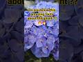 Amazing facts about hydrangea plant 🔥🔥 #science #facts #shorts #viral #study