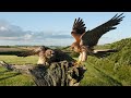 Kestrel pair bring up chicks against all odds! A fascinating insight into the life of kestrels