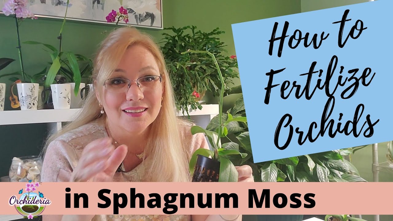 Fertilizing in Sphagnum Moss 3 Incredible Methods for Orchid Growth
