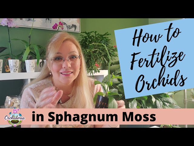 Watch me water my orchids in sphagnum moss. Lots of moss growing