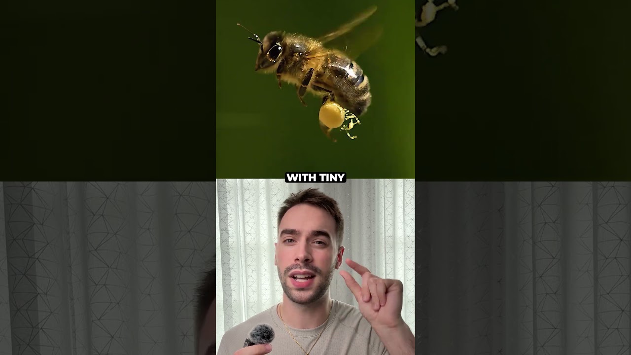 Green Radioactive Honey In France?! ☢️🐝