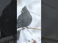 Gentle Snowfall ❄️ Calm Snowstorm Sounds for Deep Sleep #shorts #viral #snow #storm #sleep