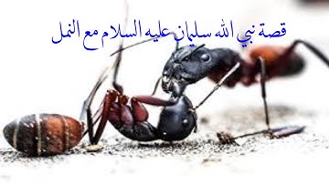 قصة سيدنا سليمان عليه السلام  مع النمل | قصة من قصص القران الكريم