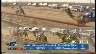 الشبابي ملك هجن العاصفة   المرموم 2010 شوط البندقية للقايا قعدان   الوقت 737