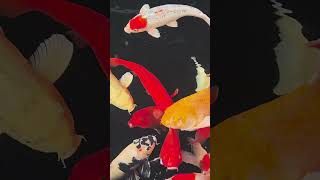 Ocean Life Stories 4K 301 🌊 Relaxing Music | Deep Sea Wildlife Cinematic Ultra HD