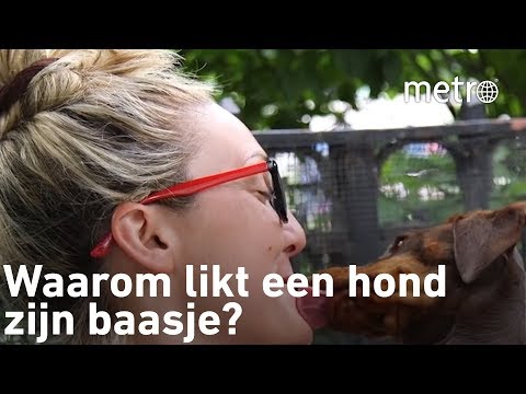 Video: Hoe maak je een Pit Bull Krijg Spiermassa