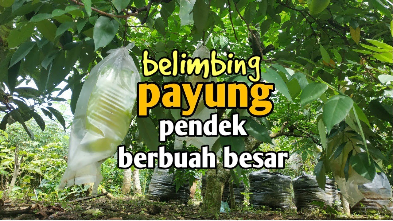 tips merawat pohon belimbing agar pendek dan berbuah besar lonjong