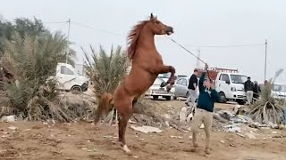 فرس عربي أصيلة حمره أنباعت با ثلاث ملايين وسبعميه في ميدان و مزاد النجف الاشرف البيع الخيول العربية