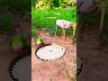 Secret trap to catch parrots😯 #easybirdtrap #funny #birds #ফাঁদ #birdtrap #howtocatchbirds