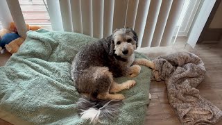 Winter Pet Safety: How to Keep Your Furry Friends Warm and Healthy
