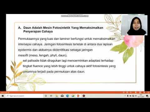 Video: Apa produk stabil pertama dari asimilasi karbon?