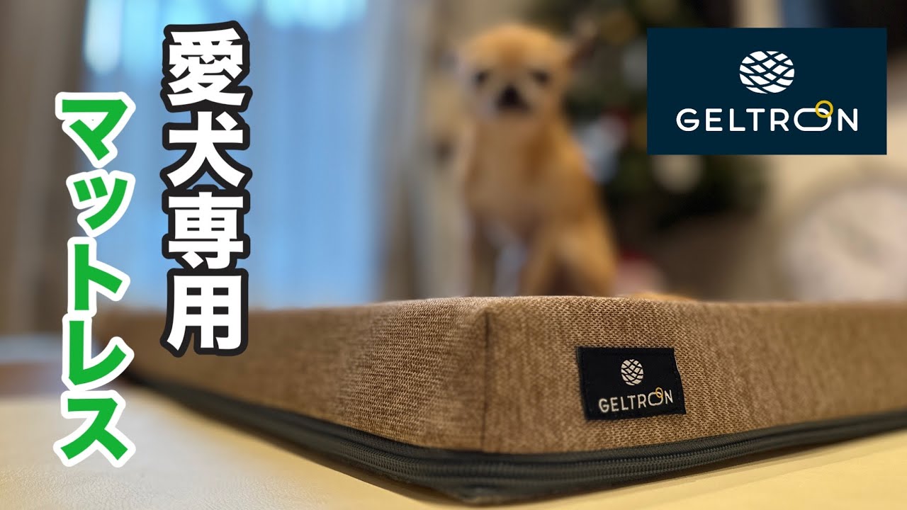 愛犬の体への負担を軽減する魔法のマットレス😊シニア犬に究極の寝心地
