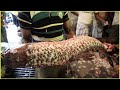 Best Fastest Big Fish Cutting । Expert Butcher Live Fish Cutting Skills in fish Market (part-44)