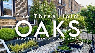 Tree Topiary: A Simple Trim prune and shape #topiarytree #shapingtopiary #treepruning
