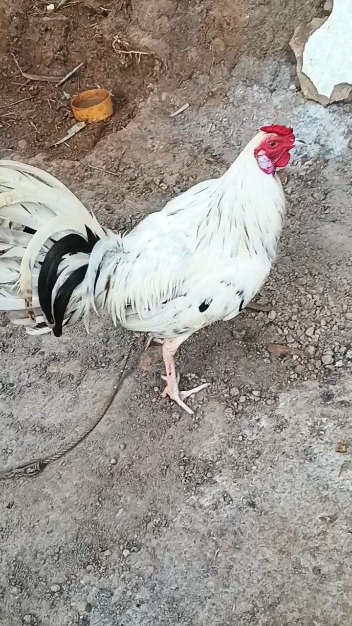 #alway #love #green #chicken