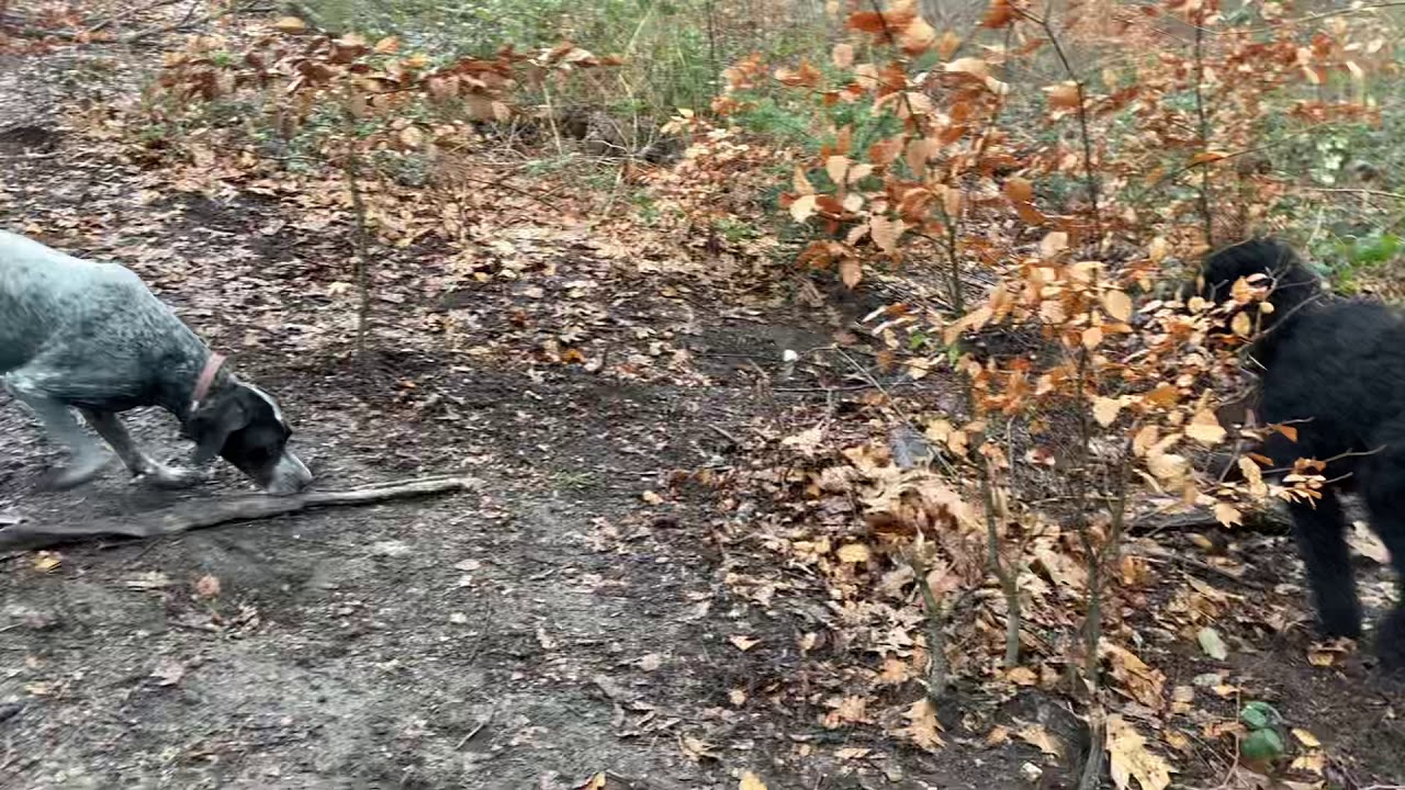 Hundekampf - Klarstellung der Position innerhalb der Gruppe