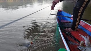 fishing for catfish until you catch a Hampala fish