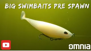 Mastering Pre-Spawn Bass with Big Soft Plastic Swimbaits: Underwater Action Revealed screenshot 3