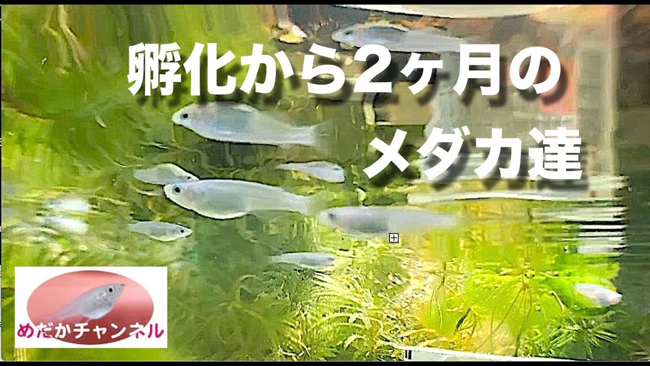 孵化から2ヶ月のメダカ達です Youtube