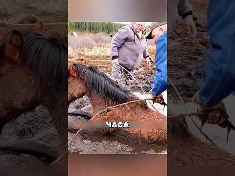 Табун МУСТАНГОВ просил СПАСТИ сородича🥺🙏🐴