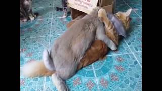 Bunny tries to mate with cat