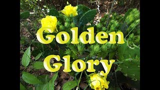 Making Cactus Soap - Cold Process Botanical Soap
