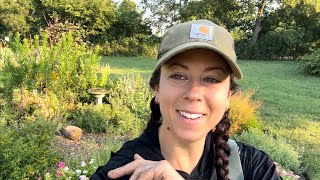 How To Propagate Agastache & Planting Beautiful Pink Veronica! 