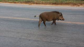 หมูป่าแสนรู้ตามพระบิณฑบาต ประทับใจชาวอุดรธานี