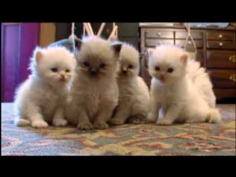 doll face himalayan cat