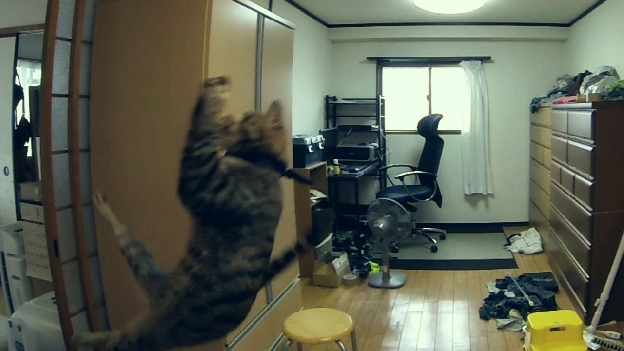 けしからん猫の空中キャッチ　Jumping cat fails to jump