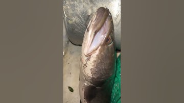 Câu cá thác lác mà con này nó theo phá mồi quá ae ơi.. #fishing #caucaloc