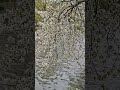 20.4.2026 🇨🇿 Природа...Как же это красиво❤️ #красиво #красота #природа #цветы #весна