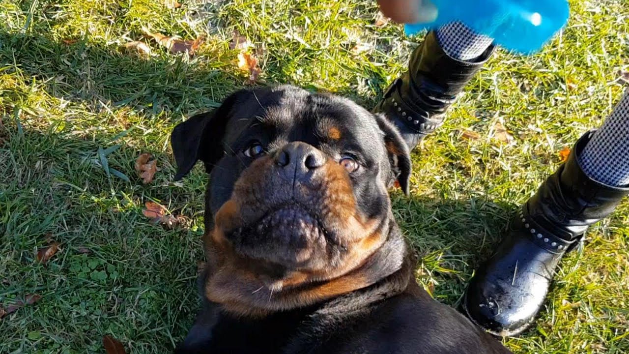 rottweiler playing with dogs rottweiler emotional dog video YouTube